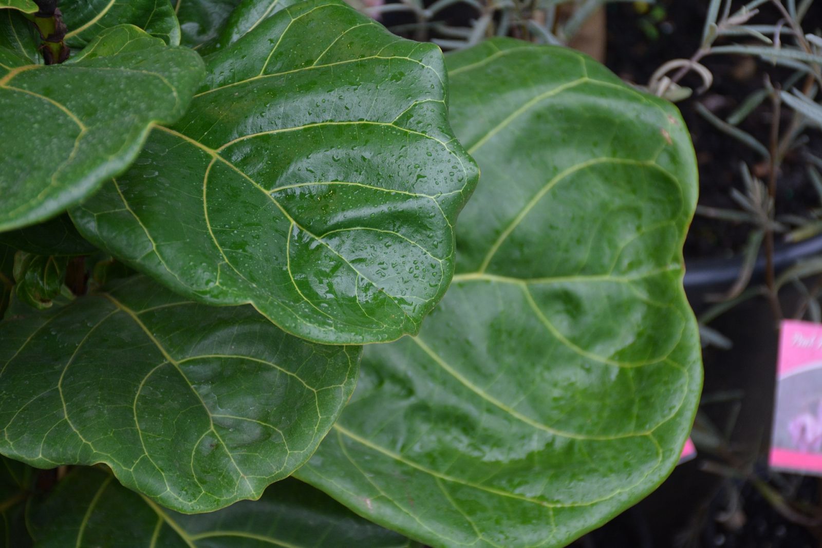 Fiddle Leaf Fig